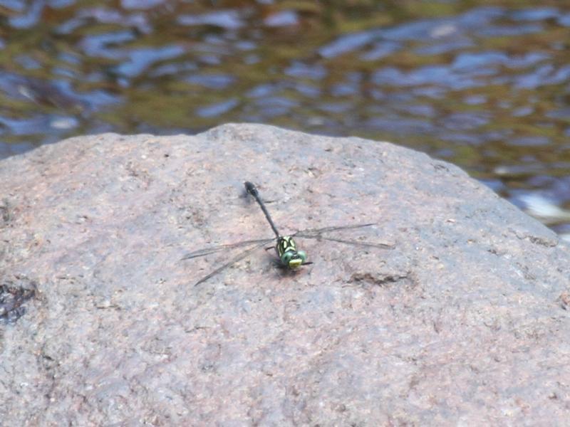 Photo of Eastern Least Clubtail