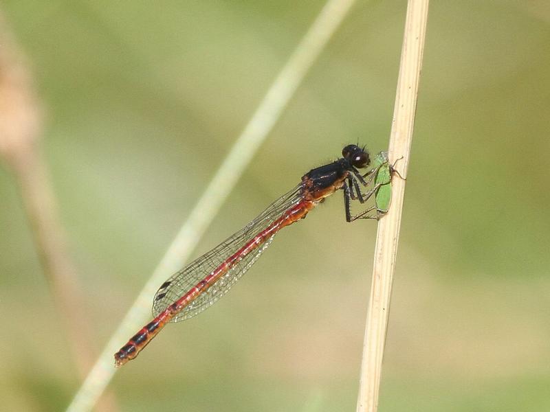 Photo of Western Red Damsel