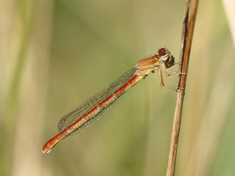 Photo of Western Red Damsel