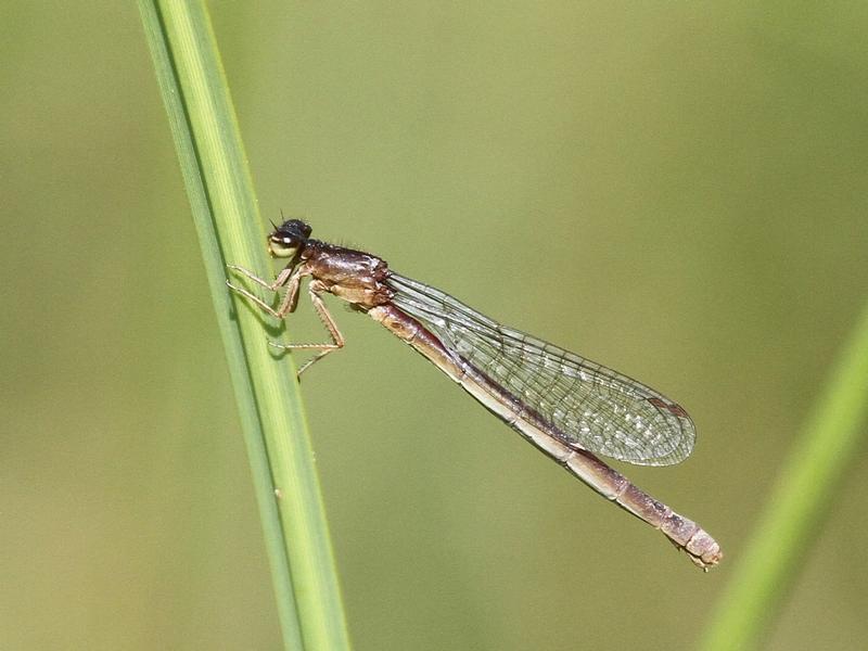 Photo of Western Red Damsel