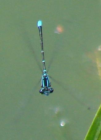 Photo of Skimming Bluet