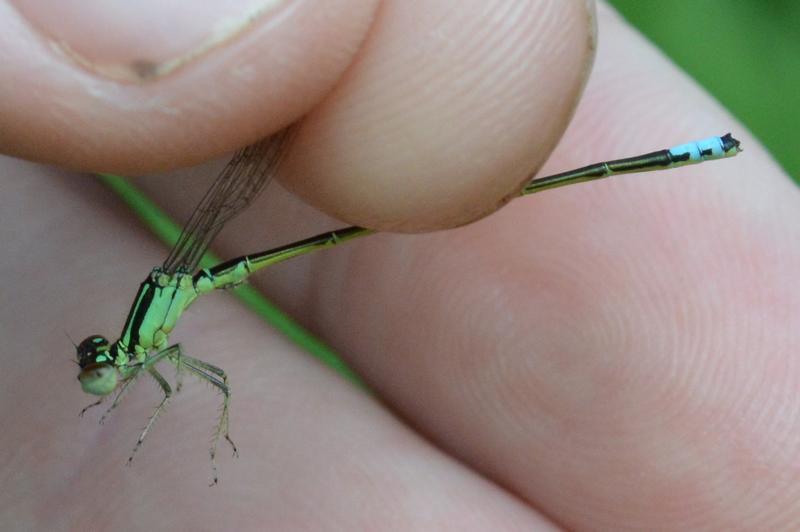 Photo of Eastern Forktail