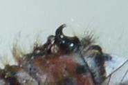 Photo of Belted Whiteface