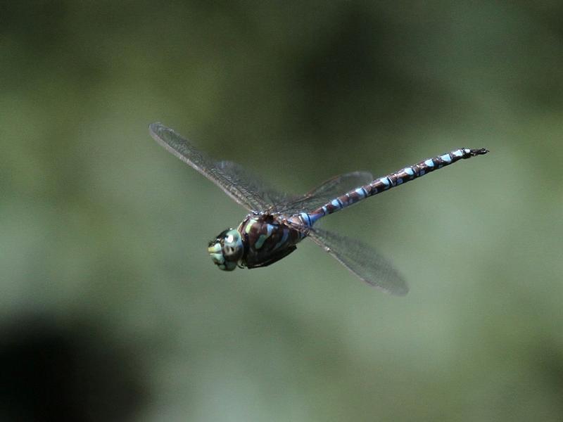 Photo of Canada Darner