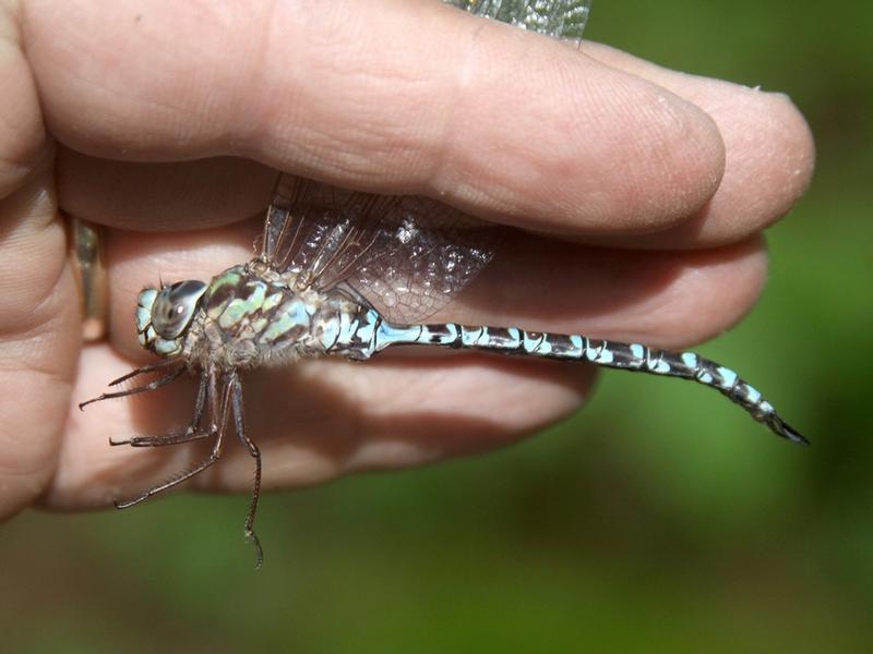 Photo of Mottled Darner