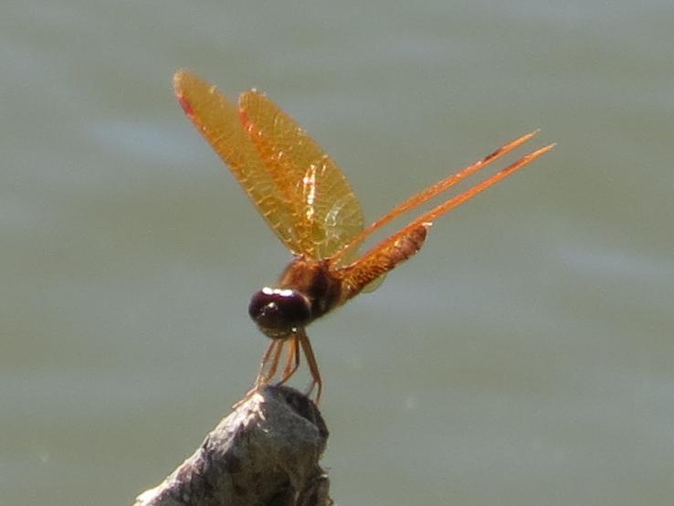 Photo of Eastern Amberwing