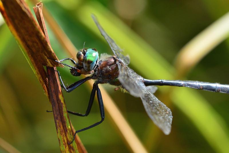 Photo of Williamson's Emerald