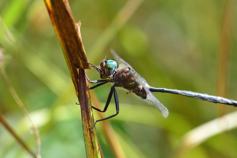 Photo of Williamson's Emerald