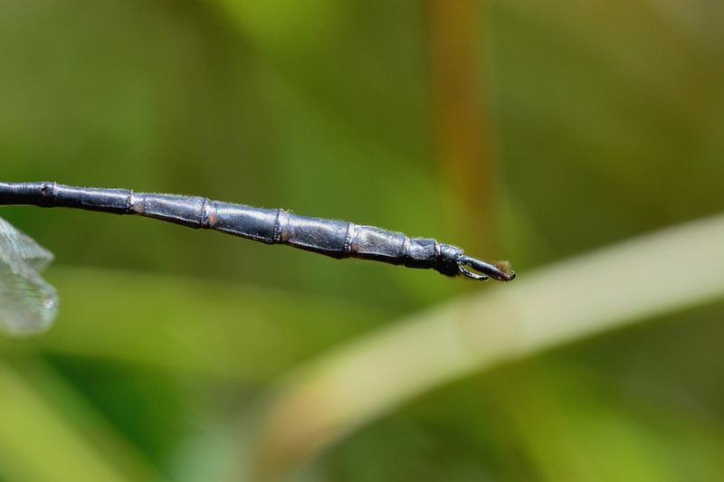 Photo of Williamson's Emerald