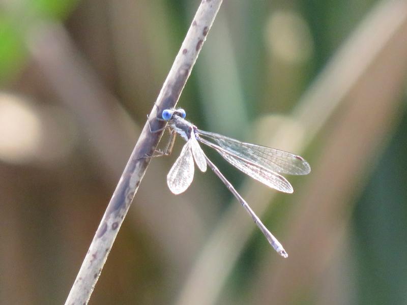 Photo of Spotted Spreadwing