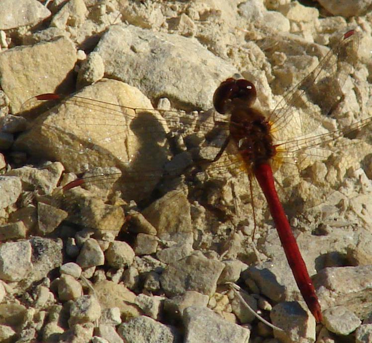 Photo of Autumn Meadowhawk