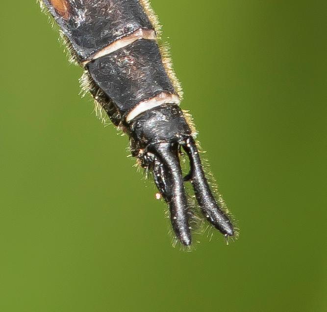 Photo of Spiny Baskettail