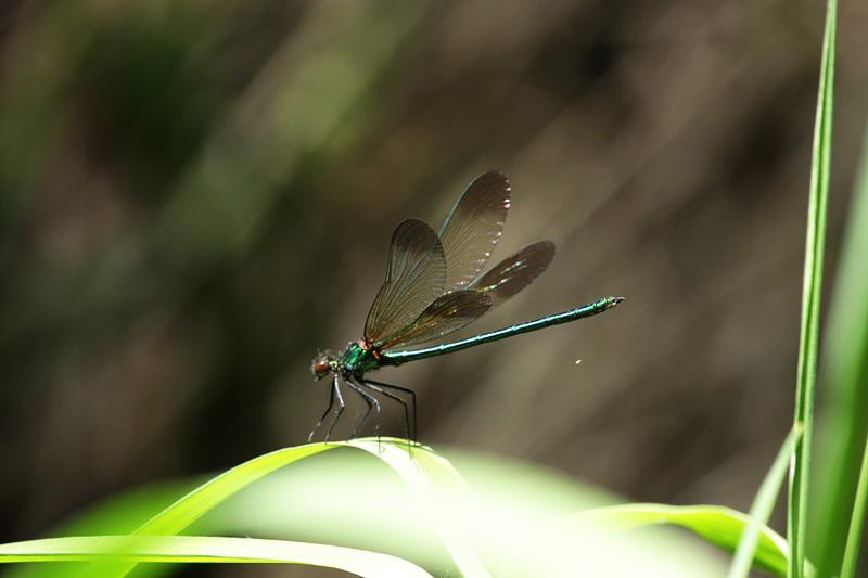Photo of River Jewelwing