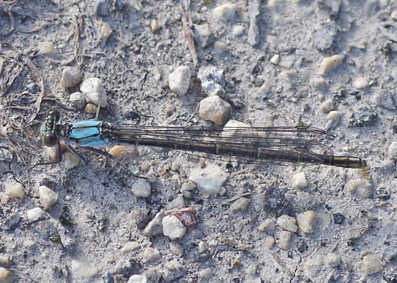 Photo of Blue-fronted Dancer