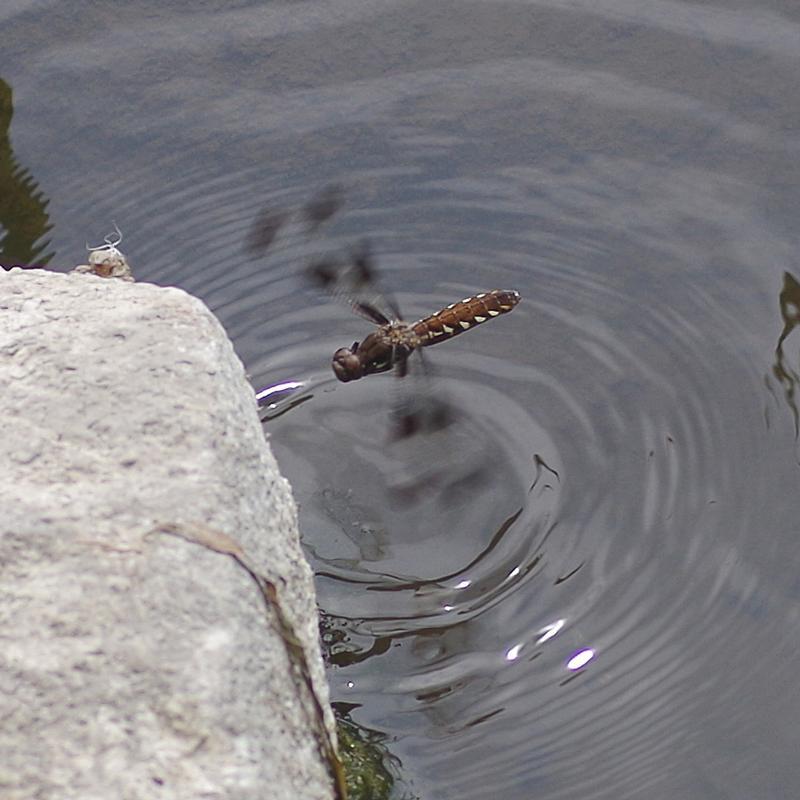 Photo of Common Whitetail