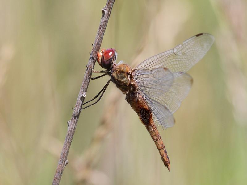 Photo of Spot-winged Glider