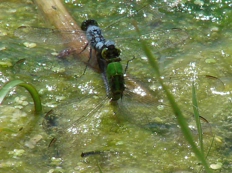 Photo of Eastern Pondhawk