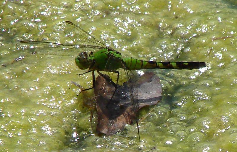 Photo of Eastern Pondhawk