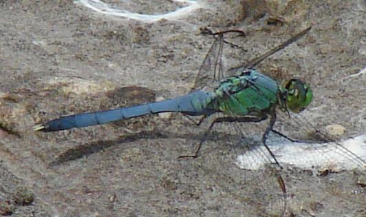 Photo of Eastern Pondhawk