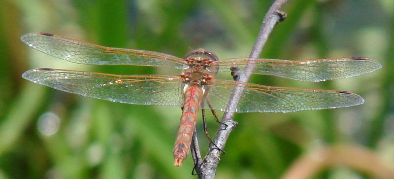 Photo of Variegated Meadowhawk