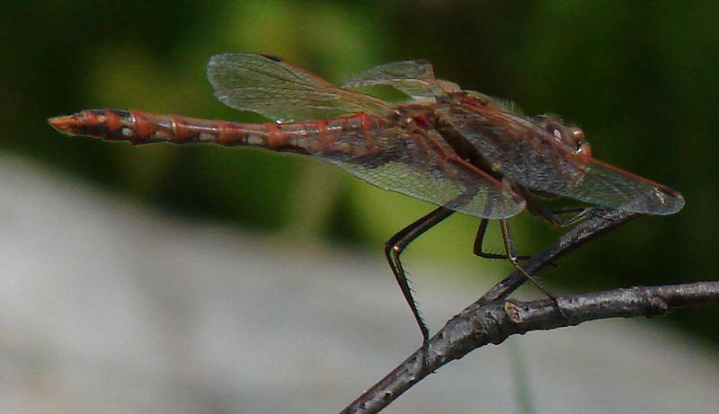 Photo of Variegated Meadowhawk