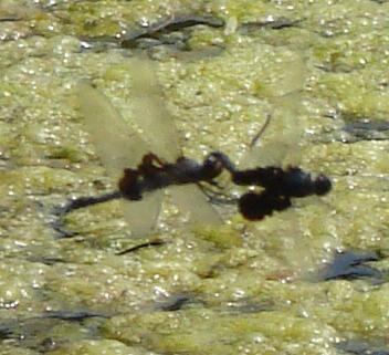 Photo of Black Saddlebags