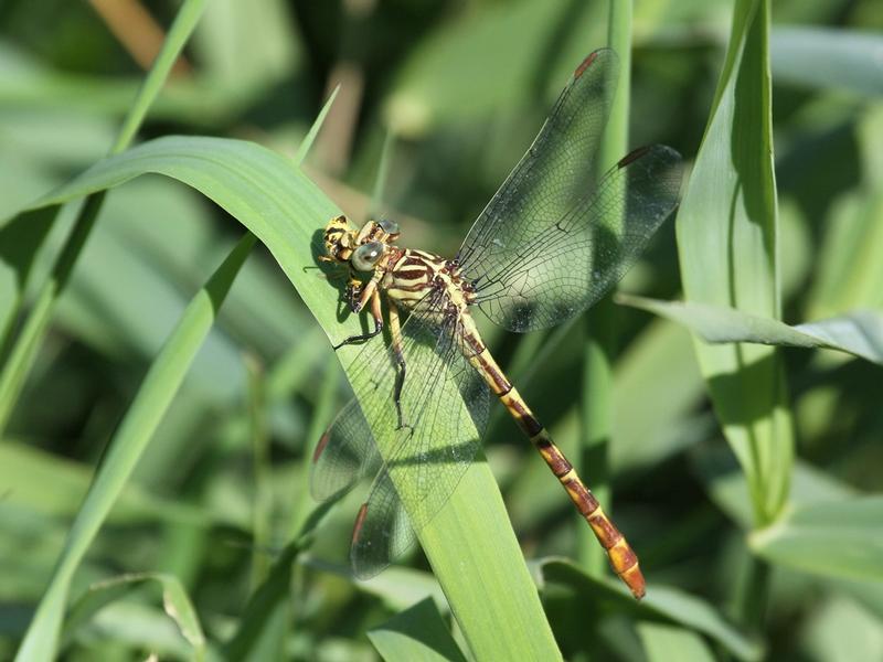 Photo of Russet-tipped Clubtail