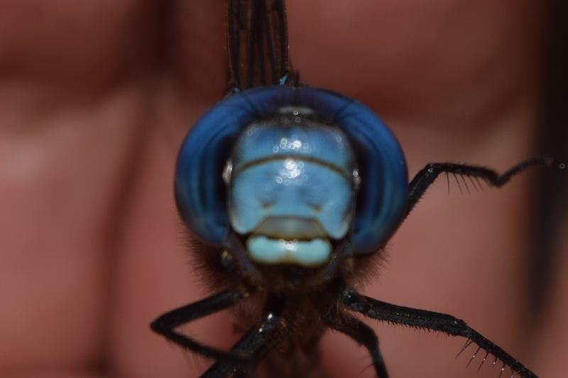 Photo of Blue-eyed Darner