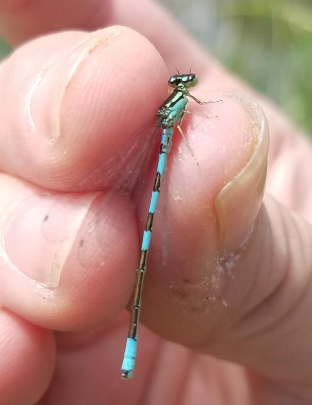 Photo of Taiga Bluet