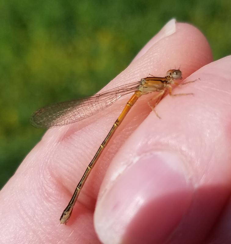 Photo of Eastern Forktail