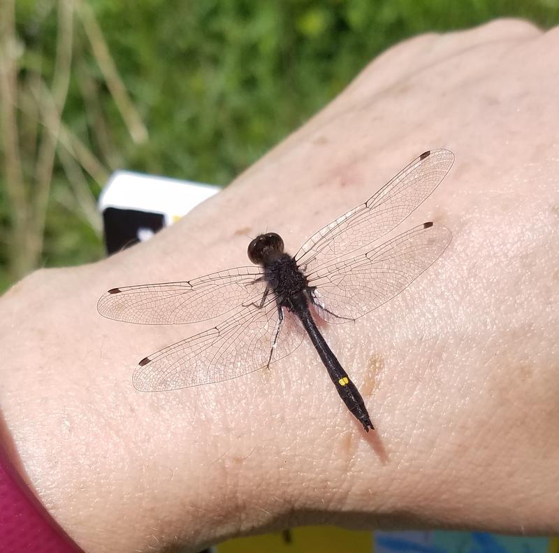 Photo of Dot-tailed Whiteface