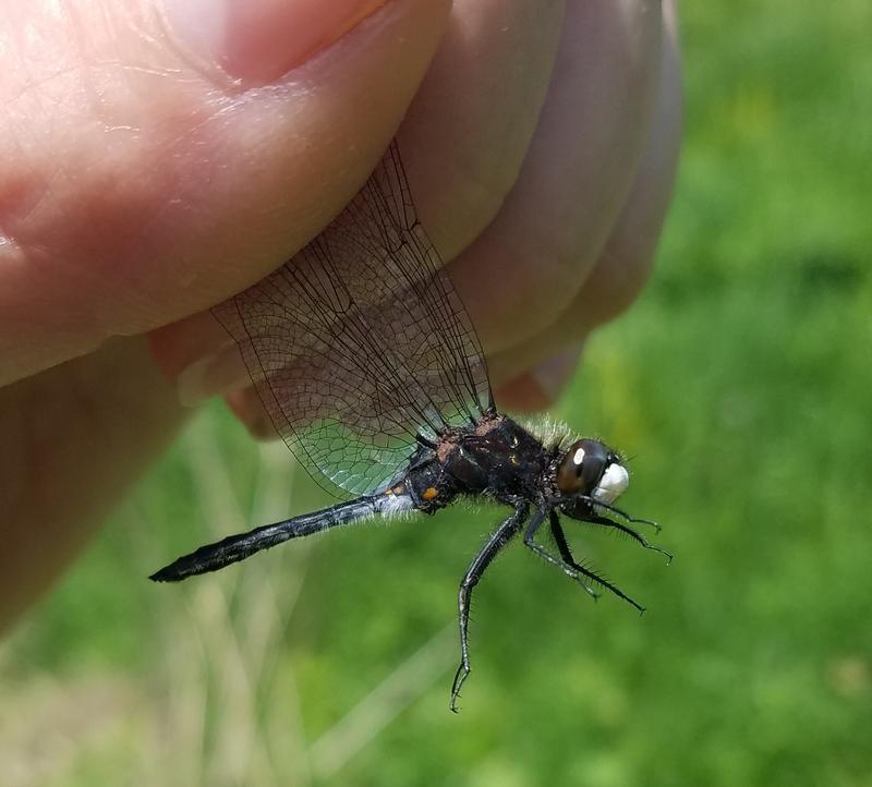 Photo of Dot-tailed Whiteface