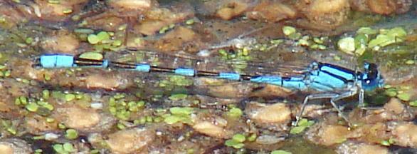 Photo of Tule Bluet