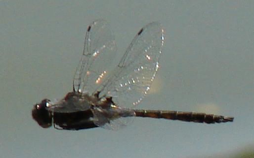 Photo of Spiny Baskettail