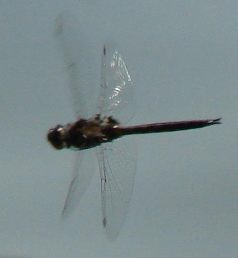 Photo of Spiny Baskettail