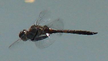 Photo of Spiny Baskettail