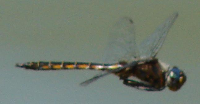 Photo of Spiny Baskettail