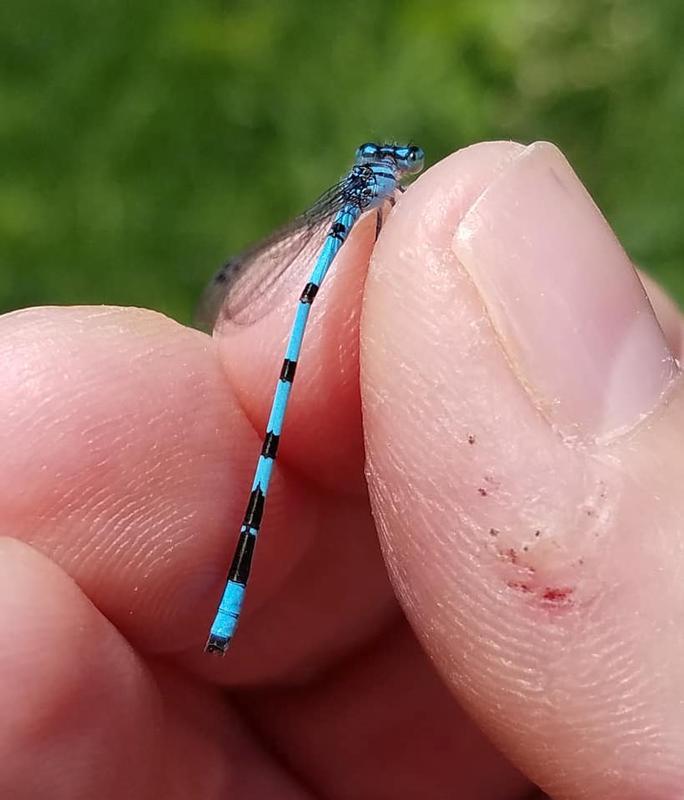 Photo of Marsh Bluet