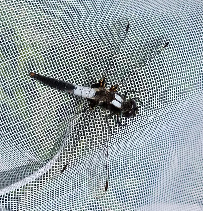 Photo of Chalk-fronted Corporal