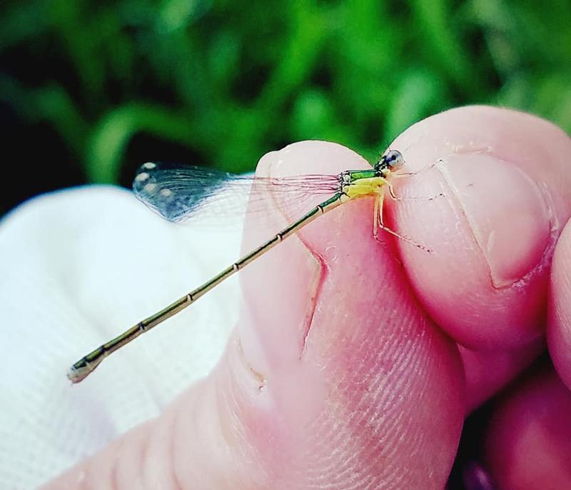 Photo of Sedge Sprite