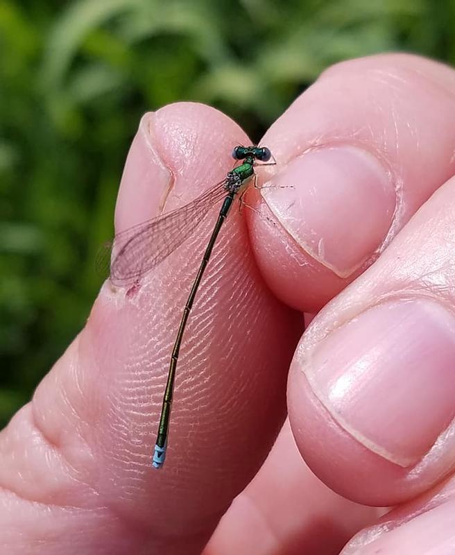 Photo of Sedge Sprite