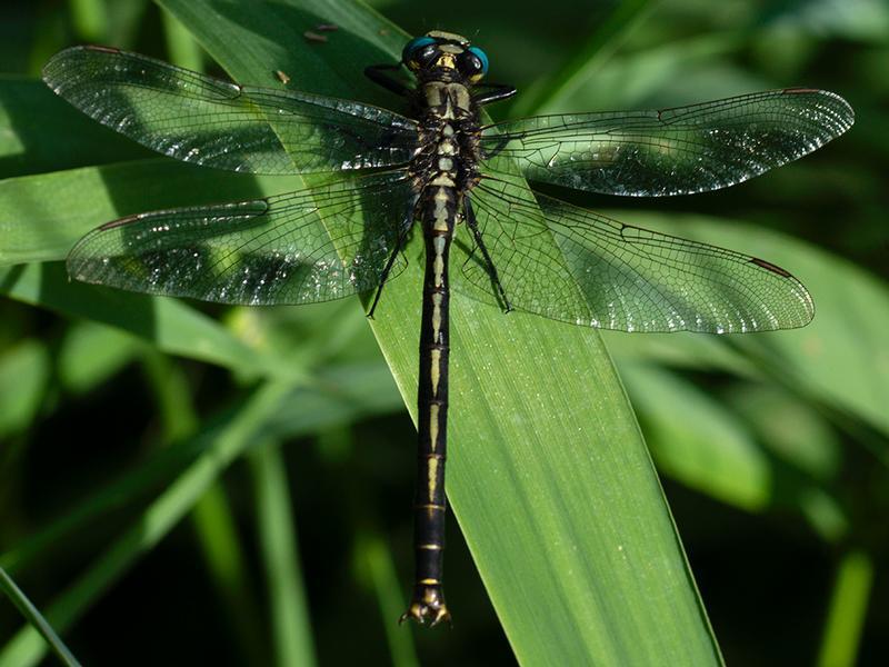 Photo of Horned Clubtail