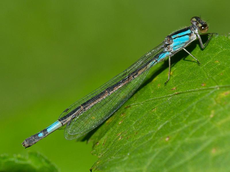 Photo of Azure Bluet