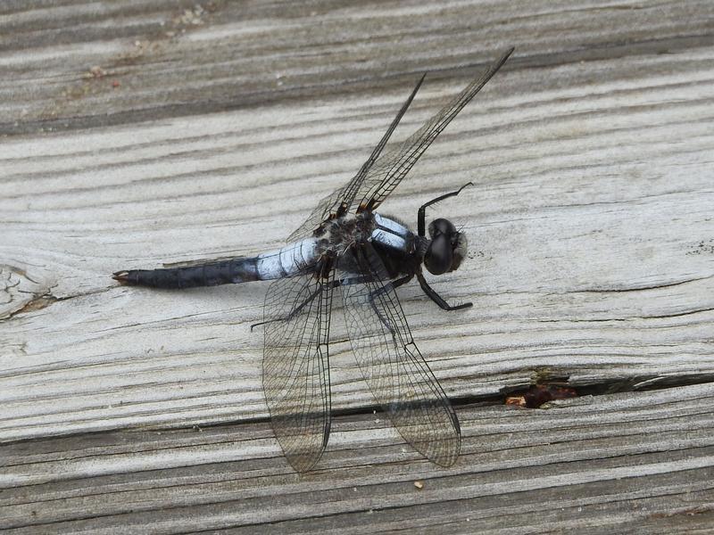 Photo of Chalk-fronted Corporal