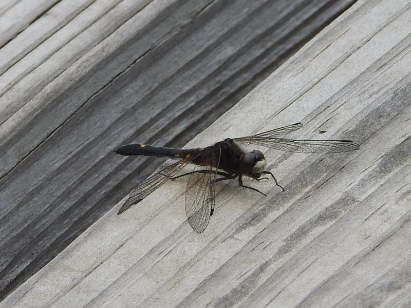 Photo of Dot-tailed Whiteface