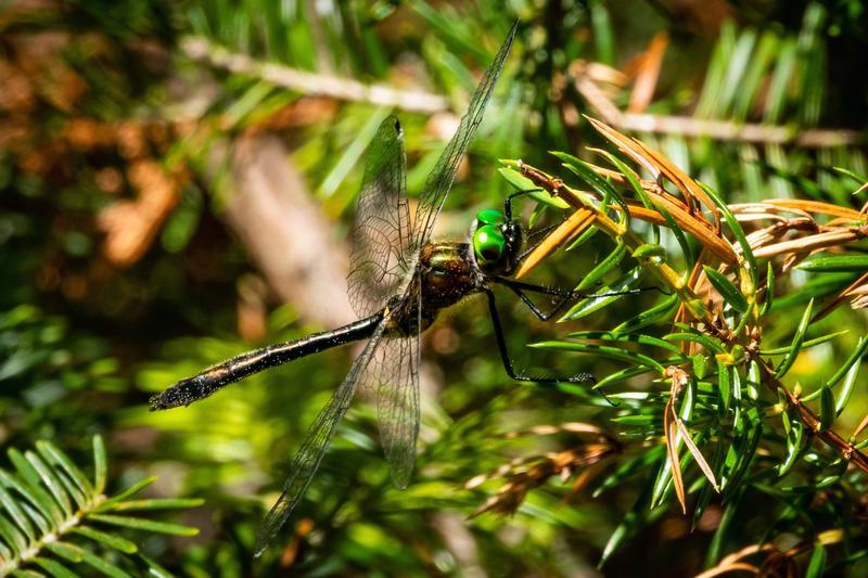 Photo of Racket-tailed Emerald