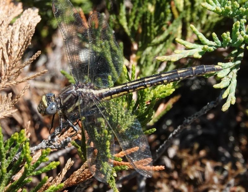 Photo of Dusky Clubtail