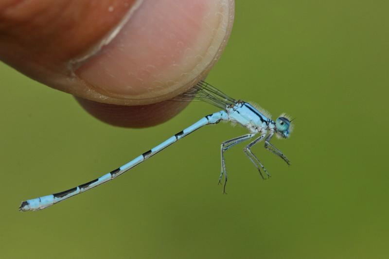 Photo of Hagen's Bluet