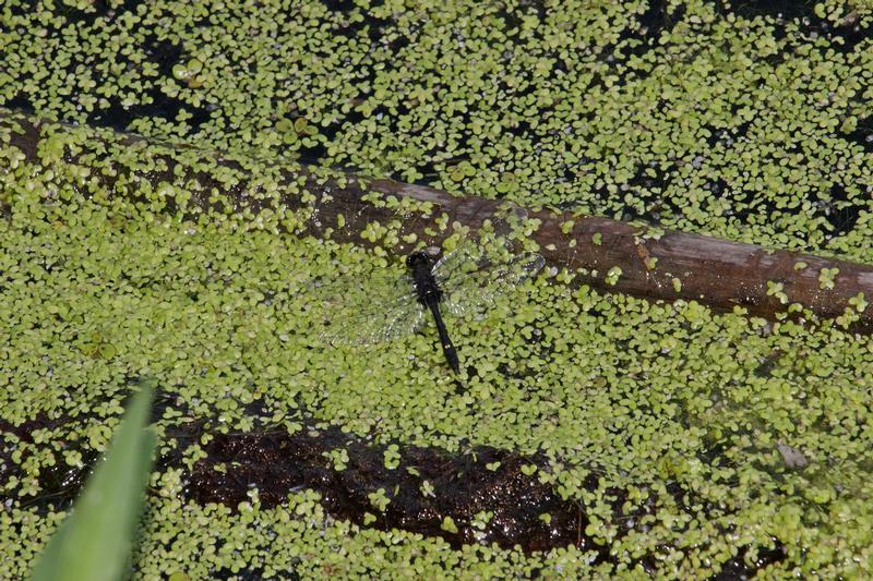 Photo of Dot-tailed Whiteface