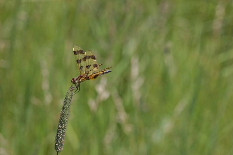 Photo of Halloween Pennant